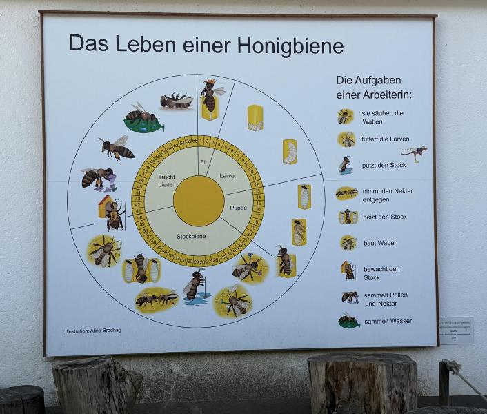 luisenpark bienen infotafel