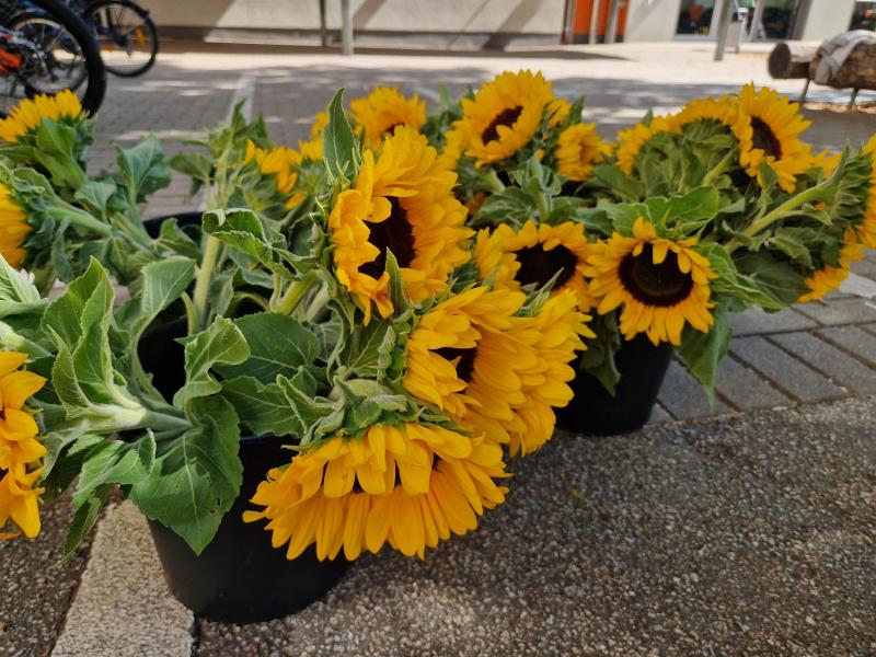 sonnenblumen
